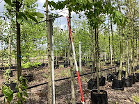 Rode esdoorn - sierboom - afbeelding 1 van  3