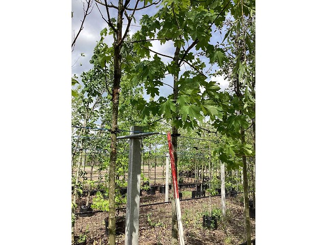 Rode esdoorn - sierboom - afbeelding 3 van  3
