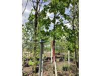 Rode esdoorn - sierboom - afbeelding 3 van  3