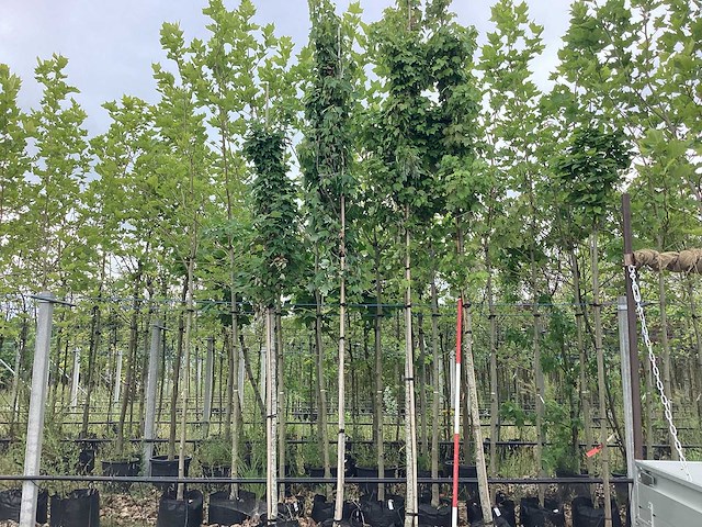 Rode esdoorn - sierboom - afbeelding 1 van  2