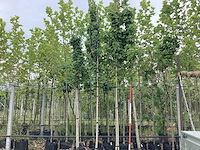 Rode esdoorn - sierboom - afbeelding 1 van  2