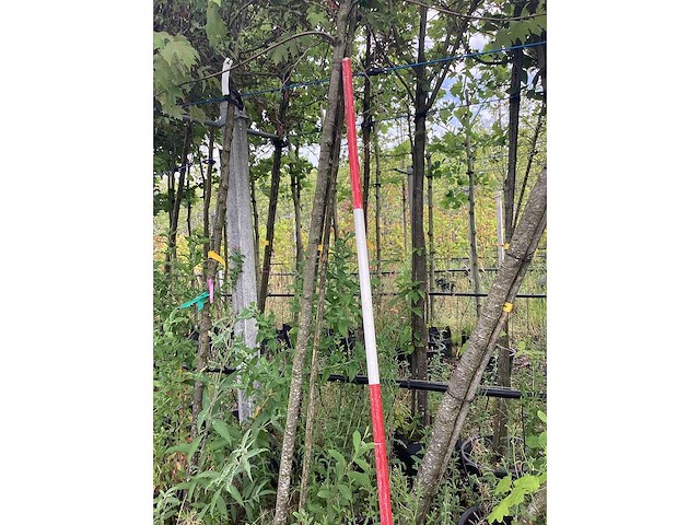 Rode esdoorn - sierboom - afbeelding 2 van  3