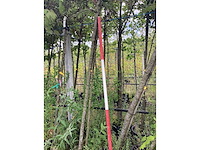 Rode esdoorn - sierboom - afbeelding 2 van  3