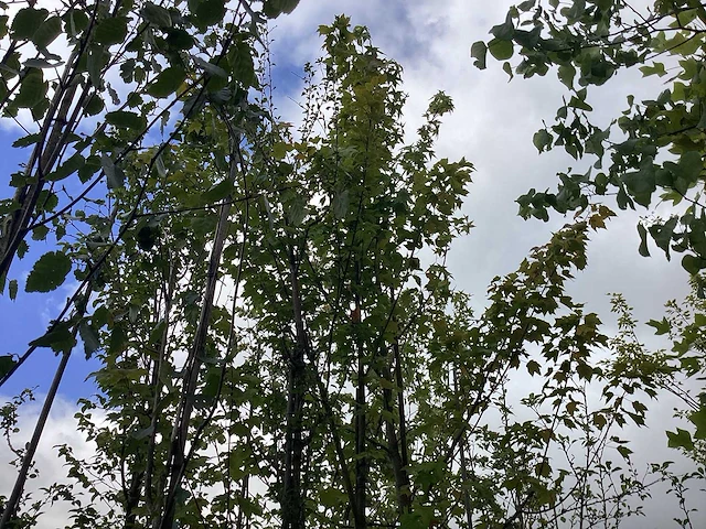 Rode esdoorn - sierboom - afbeelding 1 van  2