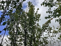 Rode esdoorn - sierboom