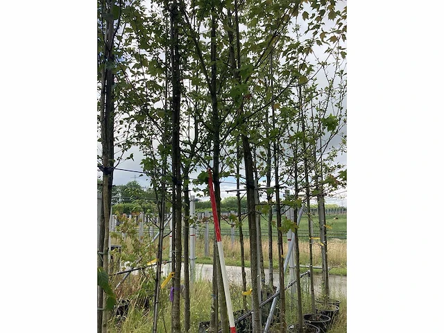 Rode esdoorn - sierboom - afbeelding 2 van  2