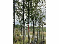 Rode esdoorn - sierboom - afbeelding 2 van  2