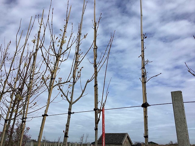 Rode esdoorn - vormboom (2x) - afbeelding 1 van  2