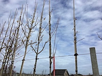 Rode esdoorn - vormboom (2x) - afbeelding 1 van  2