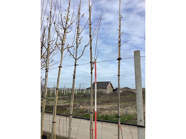 Rode esdoorn - vormboom (2x) - afbeelding 2 van  2