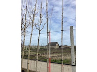 Rode esdoorn - vormboom (2x) - afbeelding 2 van  2