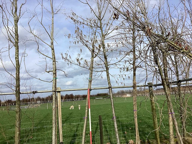 Rode esdoorn - vormboom - afbeelding 1 van  2