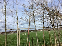 Rode esdoorn - vormboom - afbeelding 1 van  2