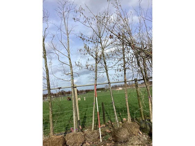 Rode esdoorn - vormboom - afbeelding 2 van  2