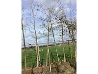 Rode esdoorn - vormboom - afbeelding 2 van  2