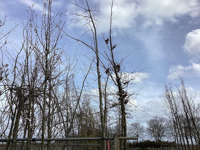 Rode esdoorn - vormboom - afbeelding 1 van  2