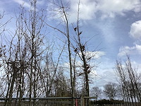 Rode esdoorn - vormboom - afbeelding 1 van  2