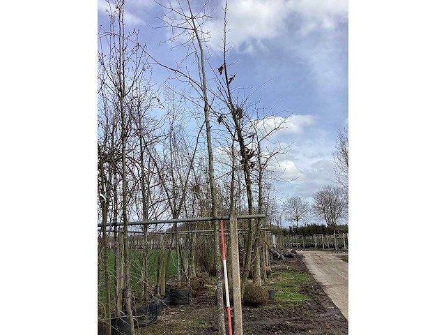 Rode esdoorn - vormboom - afbeelding 2 van  2