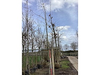 Rode esdoorn - vormboom - afbeelding 2 van  2