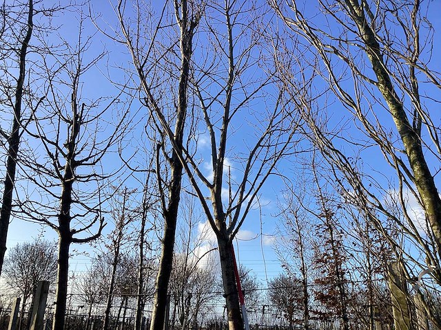 Rode esdoorn - vormboom - afbeelding 1 van  2