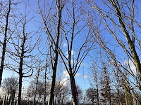 Rode esdoorn - vormboom - afbeelding 1 van  2