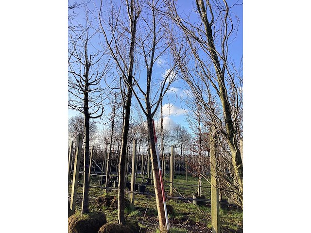 Rode esdoorn - vormboom - afbeelding 2 van  2