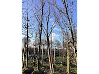 Rode esdoorn - vormboom - afbeelding 2 van  2