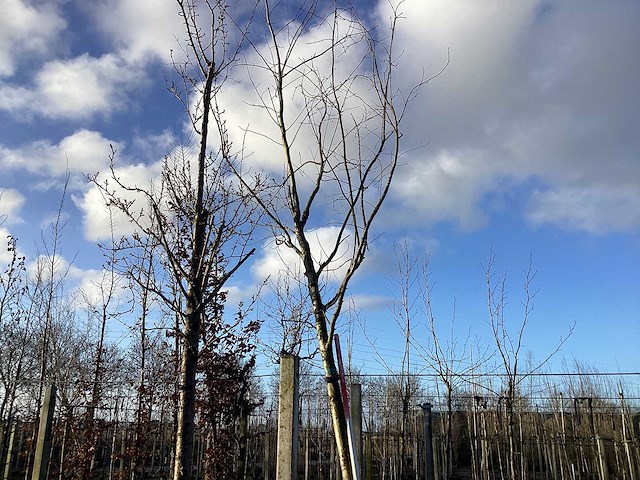 Rode esdoorn - vormboom - afbeelding 1 van  2