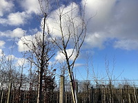 Rode esdoorn - vormboom - afbeelding 1 van  2