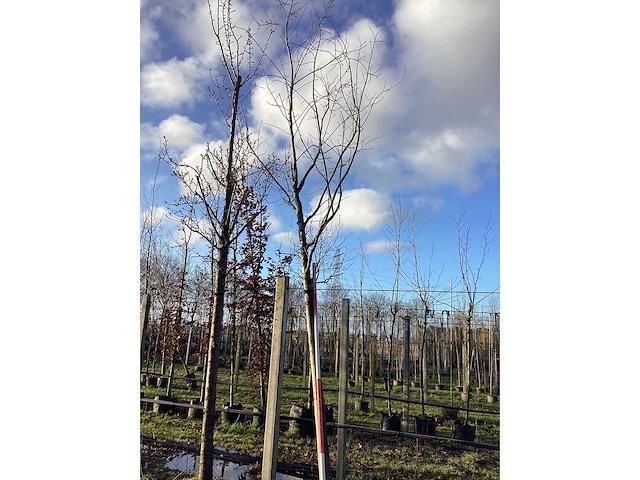 Rode esdoorn - vormboom - afbeelding 2 van  2