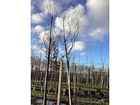 Rode esdoorn - vormboom - afbeelding 2 van  2