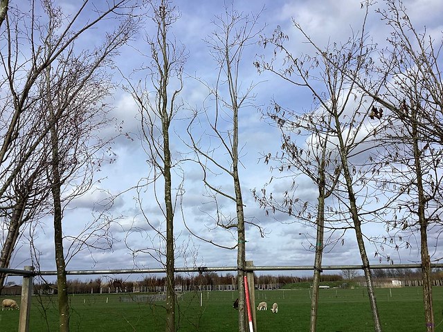 Rode esdoorn - vormboom - afbeelding 1 van  2