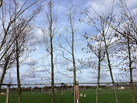 Rode esdoorn - vormboom - afbeelding 1 van  2