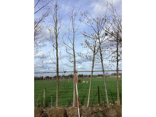 Rode esdoorn - vormboom - afbeelding 2 van  2