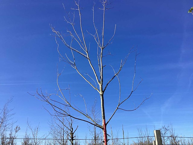 Rode esdoorn - vormboom - afbeelding 1 van  2