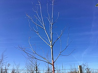 Rode esdoorn - vormboom - afbeelding 1 van  2