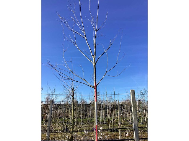 Rode esdoorn - vormboom - afbeelding 2 van  2