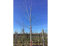 Rode esdoorn - vormboom - afbeelding 2 van  2