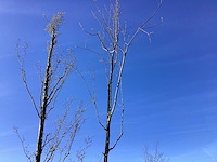 Rode esdoorn - vormboom - afbeelding 1 van  2