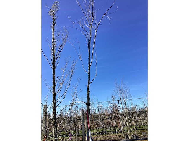 Rode esdoorn - vormboom - afbeelding 2 van  2