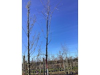 Rode esdoorn - vormboom - afbeelding 2 van  2