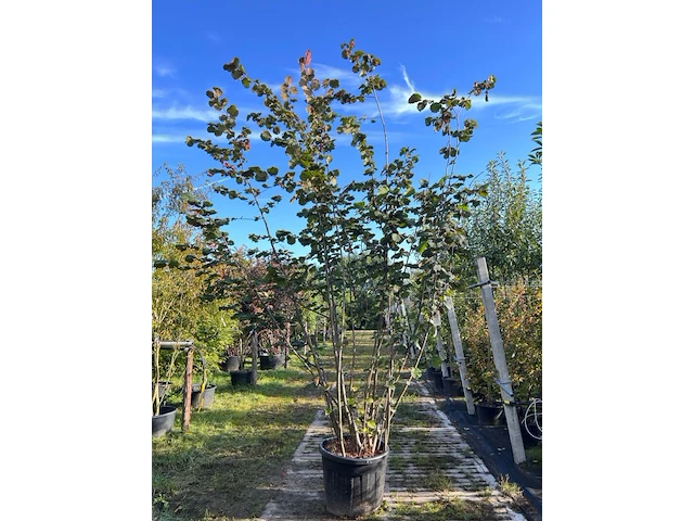 Rode hazelaar, corylus 'purpurea', sierheester, roodbladig, ca. 350-400 cm hoog - afbeelding 1 van  2