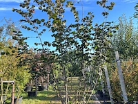 Rode hazelaar, corylus 'purpurea', sierheester, roodbladig, ca. 350-400 cm hoog