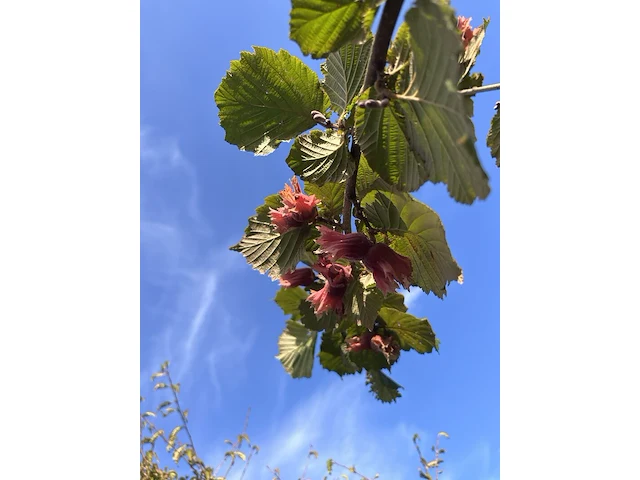 Rode hazelaar, corylus 'purpurea', sierheester, roodbladig, ca. 350-400 cm hoog - afbeelding 2 van  2