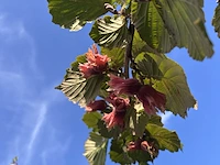 Rode hazelaar, corylus 'purpurea', sierheester, roodbladig, ca. 350-400 cm hoog - afbeelding 2 van  2