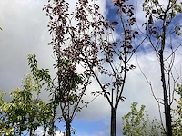 Rode japanse sierkers - parkboom