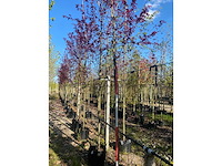 Rode kerspruim - avenue tree - afbeelding 3 van  3