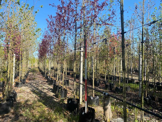 Rode kerspruim - avenue tree - afbeelding 1 van  1