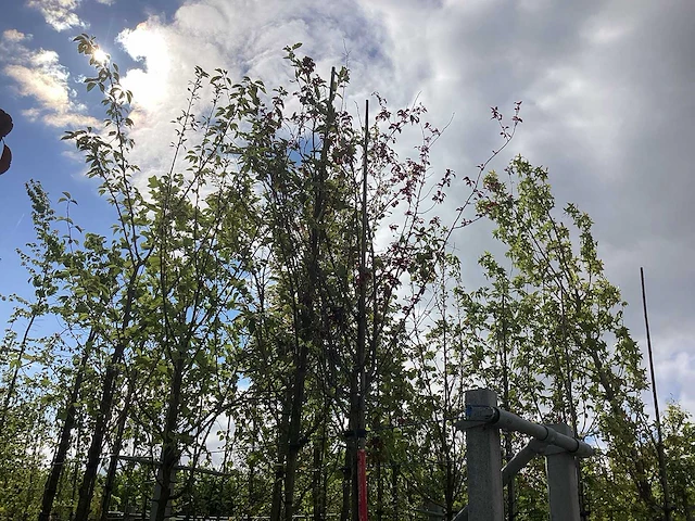 Rode kerspruim - laanboom - afbeelding 2 van  2