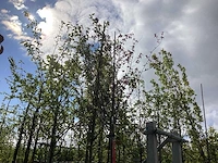 Rode kerspruim - laanboom